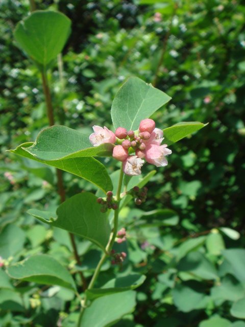 Symphoricarpos albus fleur